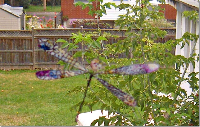 dragonfly4pic