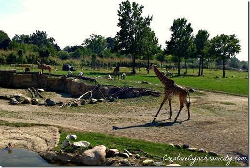 Giraffe-Toledo-Zoo-Creative-Cynchronicity