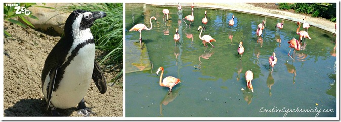 Penguin-Flamingoes-Toledo-Zoo-Creative-Cynchronicity