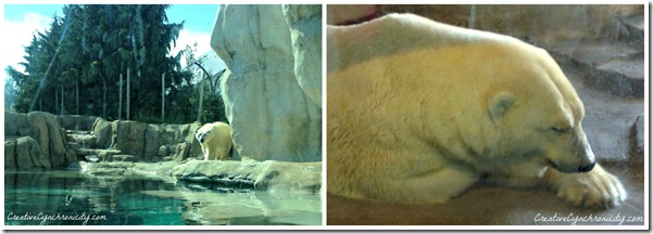 Polar-bears-Toledo-Zoo-Creative-Cynchronicity