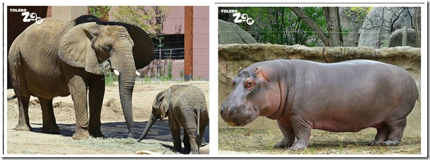 hippo-elephant-Toledo-Zoo-Creative-Cynchronicity