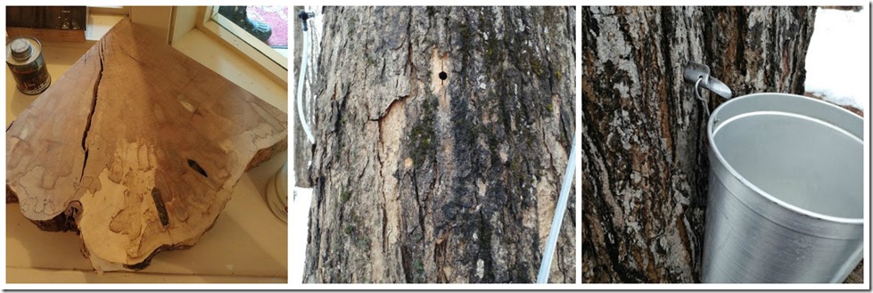 tapping the trees for maple sap