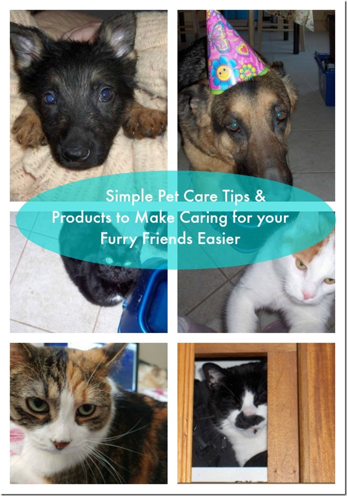 pet care tips and product recommendations