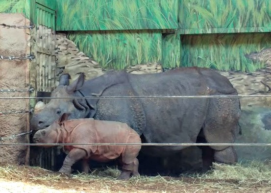 mama and baby rhino at toronto zoo
