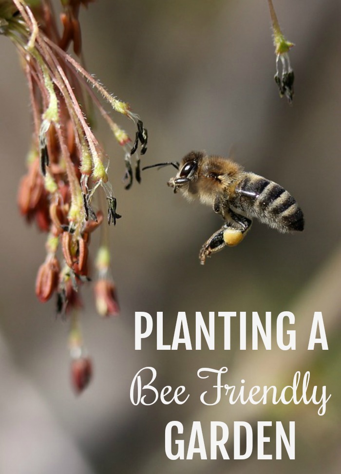 Planting a Bee Friendly Garden