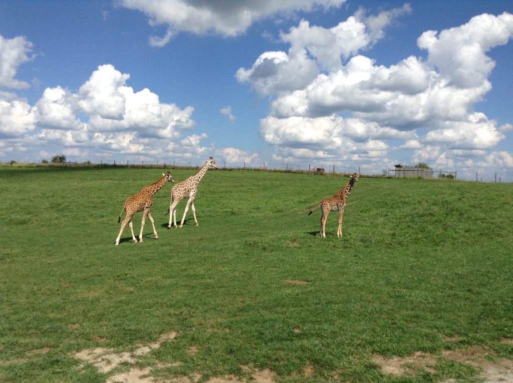 Giraffes at The Wilds