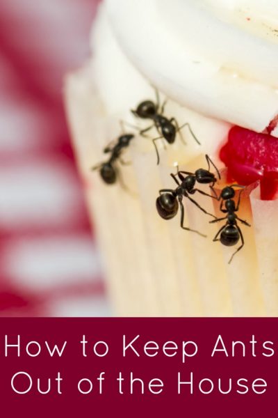 How to Keep Ants Out of the House