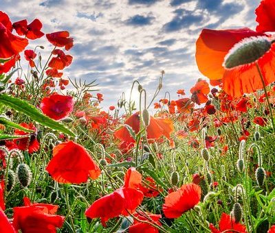 teaching children about remembrance day