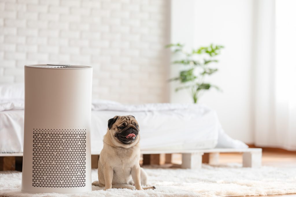 pug dog sitting next to a hepa filter