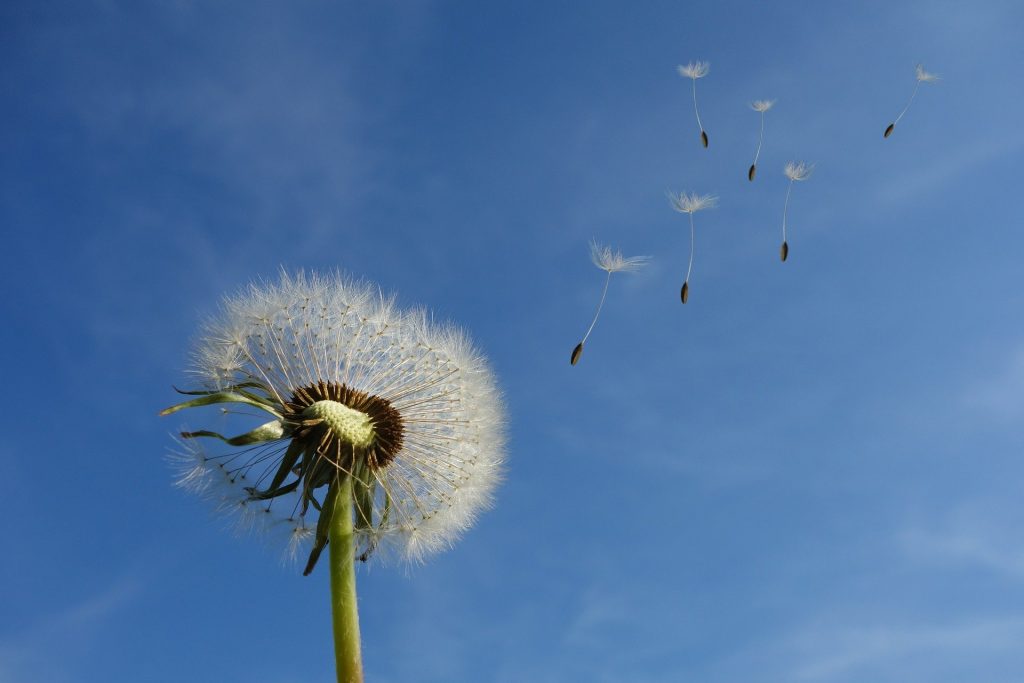 dandeliion with seeds blowing away